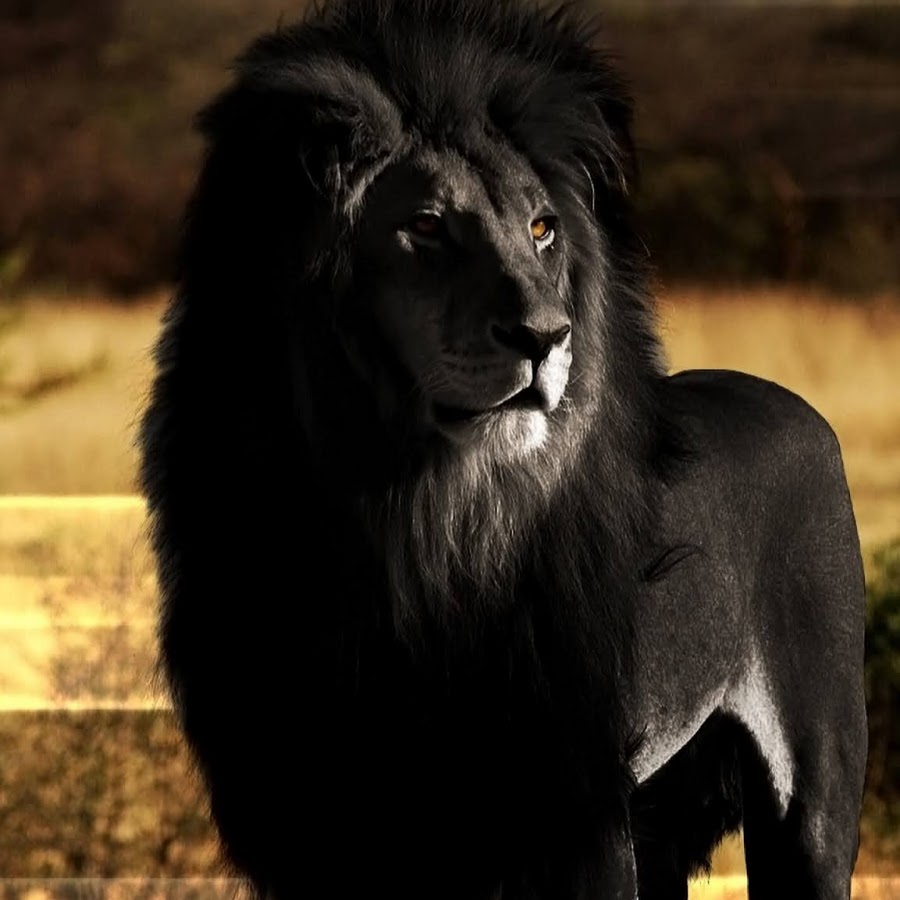 Что означает черный лев. Черный Капский Лев. Лев с черной гривой. Бывают черные львы.