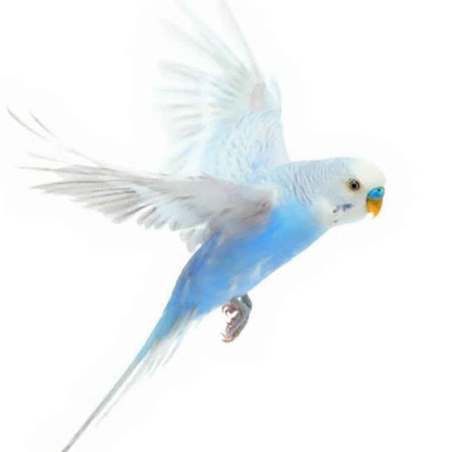 Волнистый попугай машет крыльями. Белый волнистый попугай. Попугай волнистый голубой. Попугай на белом фоне. Голубой попугай на белом фоне.