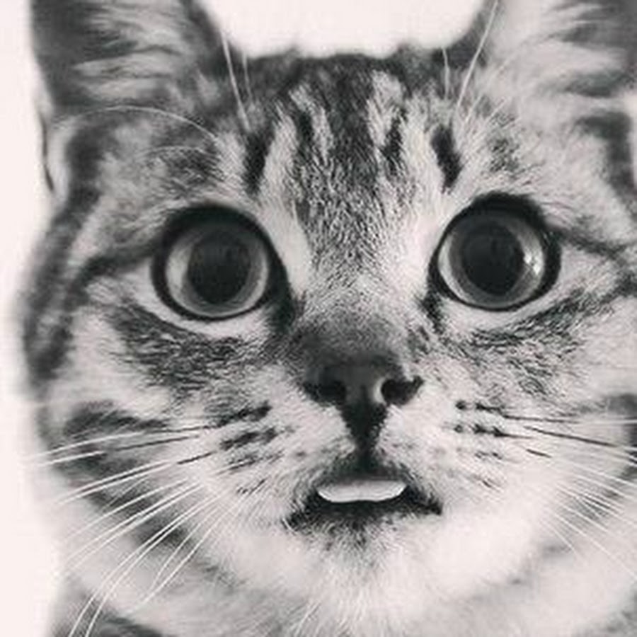 Аж глаза есть. Смешные котики видео. Чрезвычайно веселый кот.