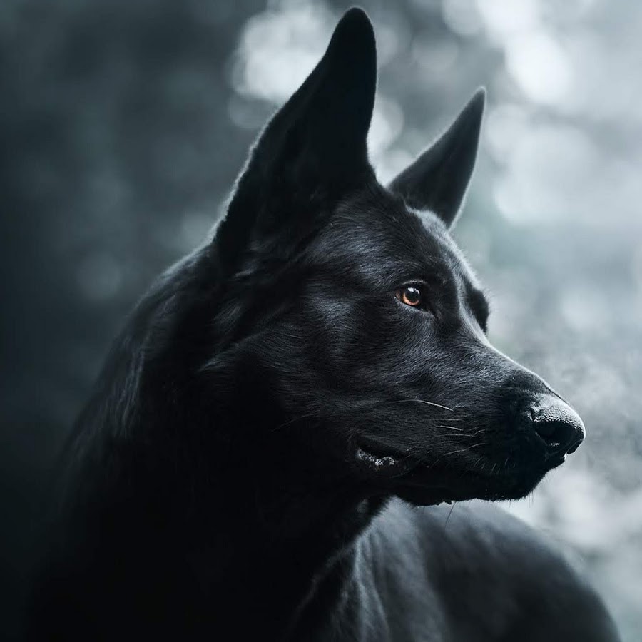 Благородный черный пес. Черные собаки. Чёрный пёс. Огромный черный пес. Синий пес на черном фоне.