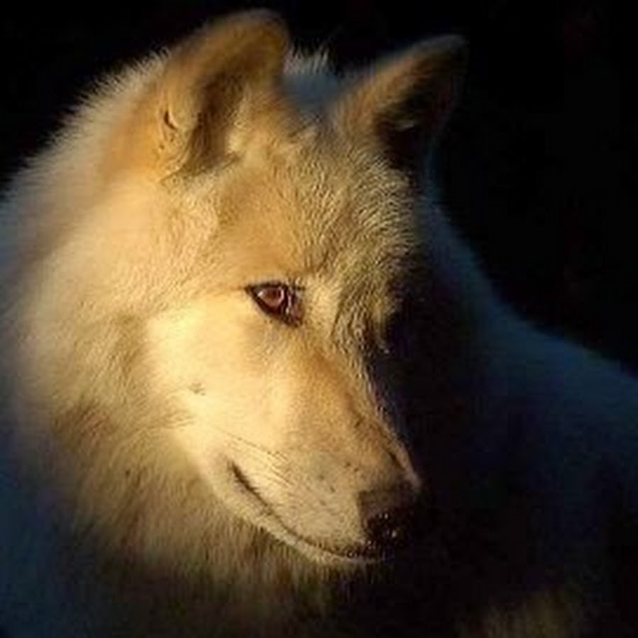 Эпоха волка. Грустный волк. Фото волчицы красивые на аватарку. Волк ауф.