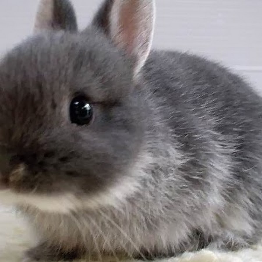 Маленький серый кролик. Карликовый кролик серый. Декоративный кролик серый. Маленький зайчик. Маленькие кролики.