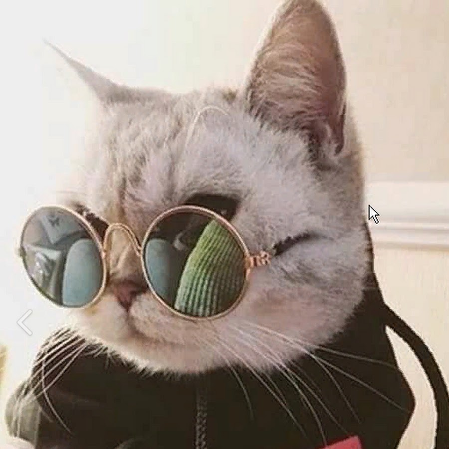 Кот найк. Крутые коты. Крутой кот. Кот в очках. Кот в черных очках.