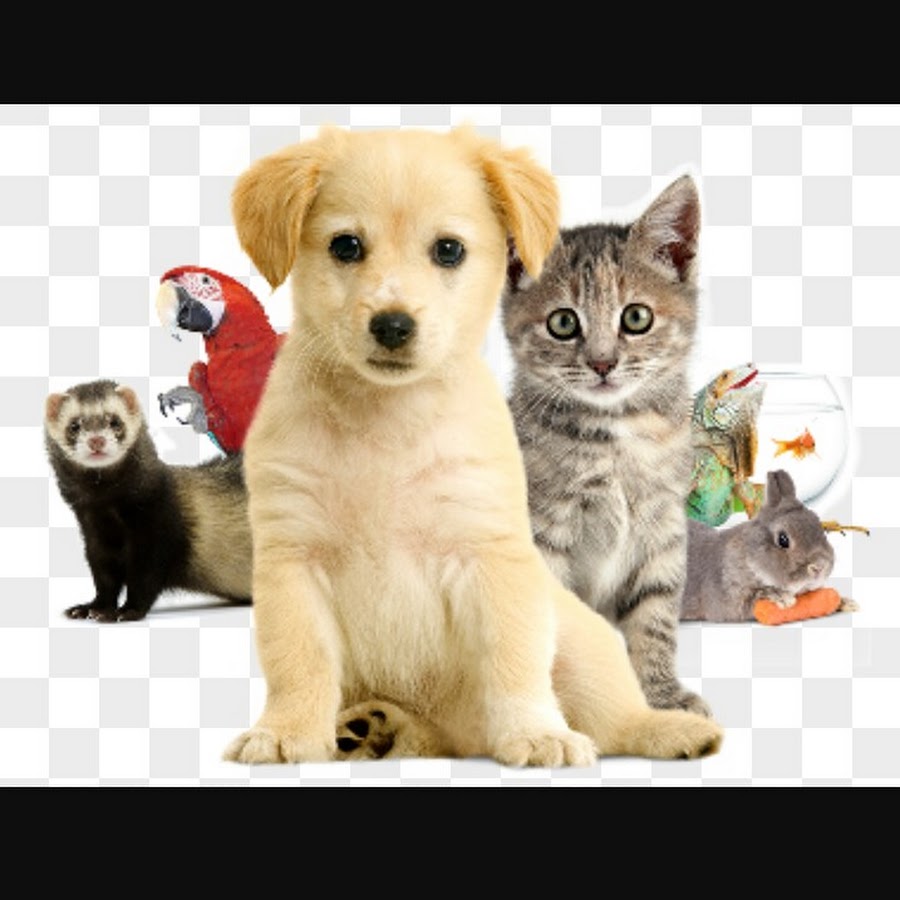 Pets vs pets. Домашние питомцы. Кошки и собаки. Питомцы домашние животные. Домашние питомцы на прозрачном фоне.