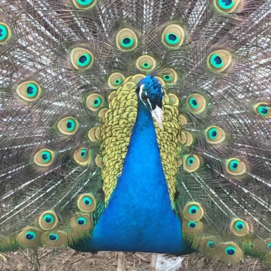 Overview of Peacock Feathers - Peacocks UK