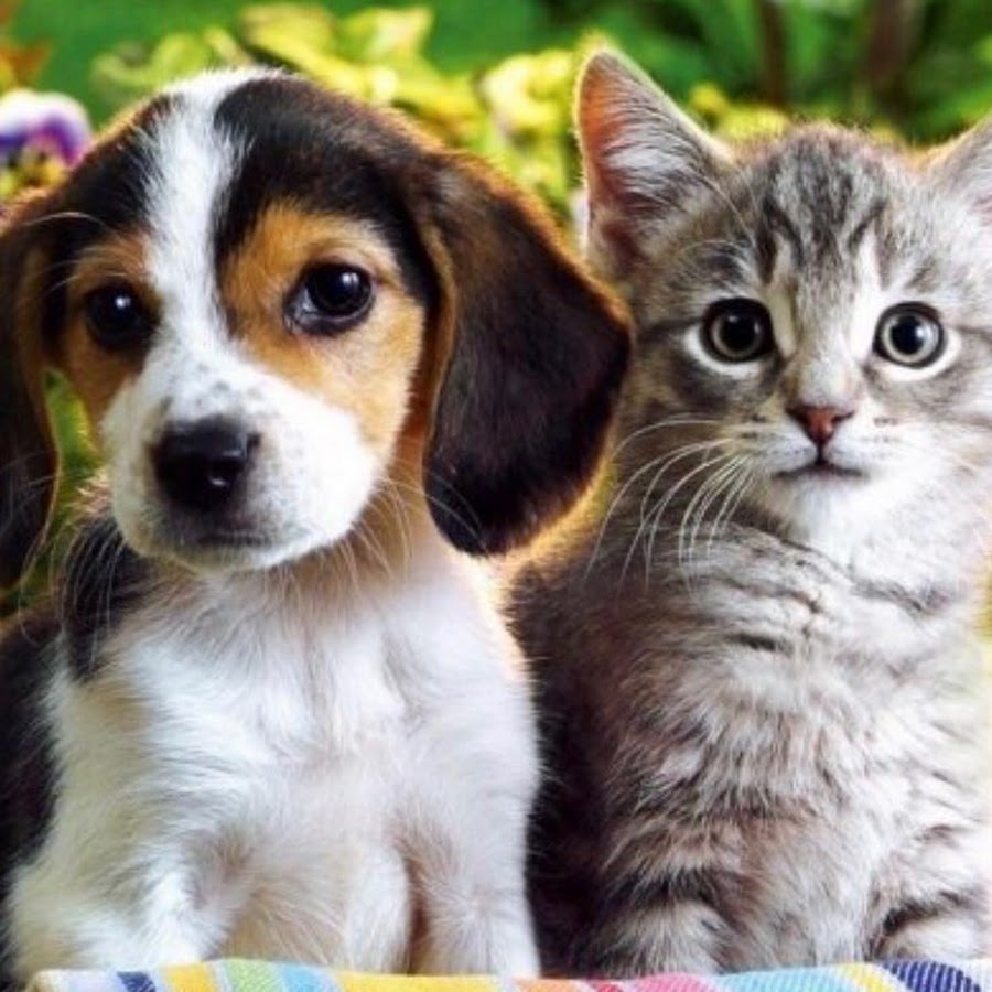 Показать кошки собачки. Красивые домашние животные. Собачки и кошечки. Милые домашние животные. Картинки кошек и собак.