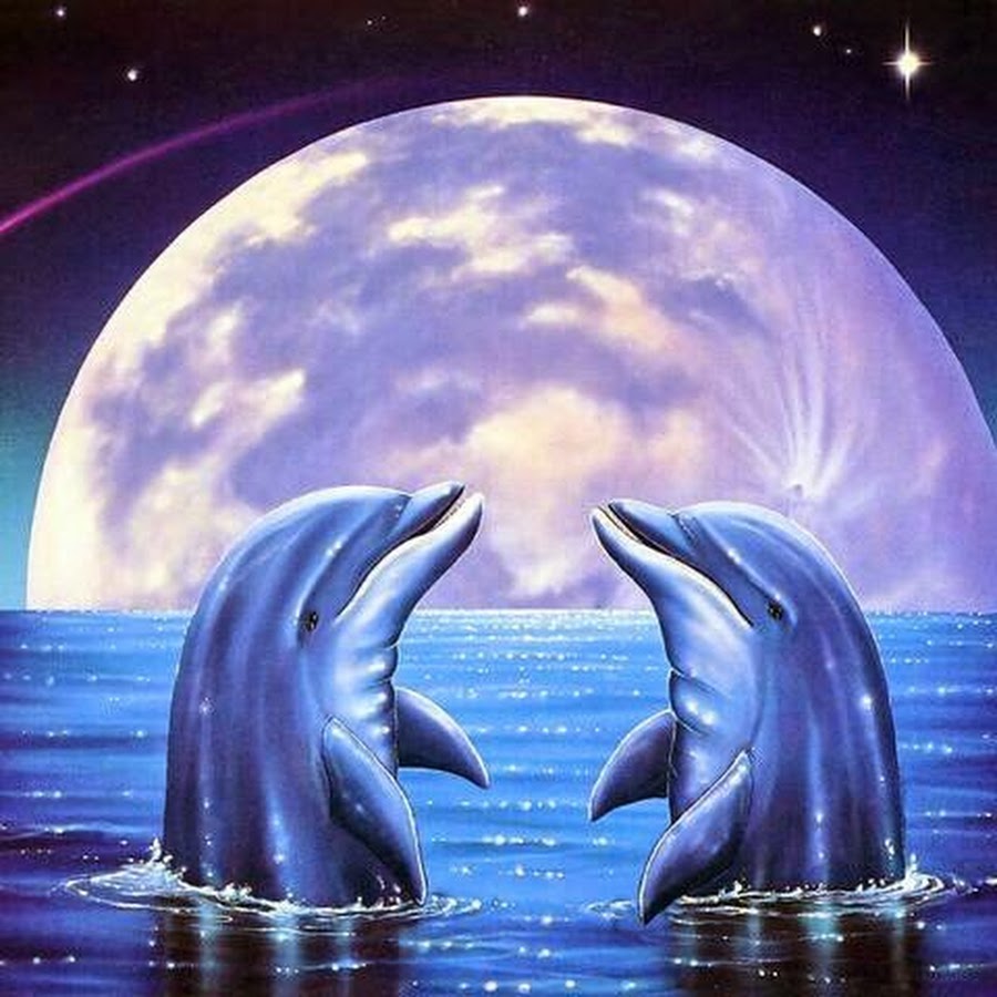 Песни луна дельфины. Спокойной ночи с дельфинами. Луна дельфины. Дельфины в море. Спокойной ночи дельфины.
