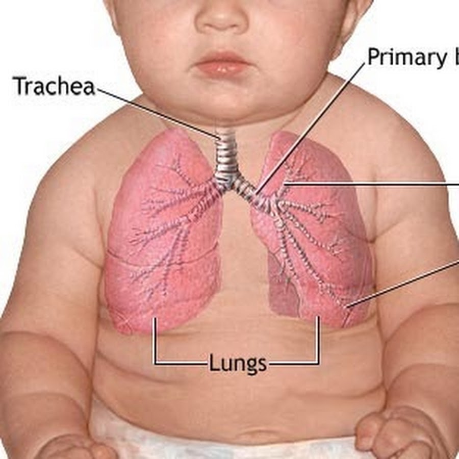 Легкие новорожденного. Легкие новорожденного ребенка.