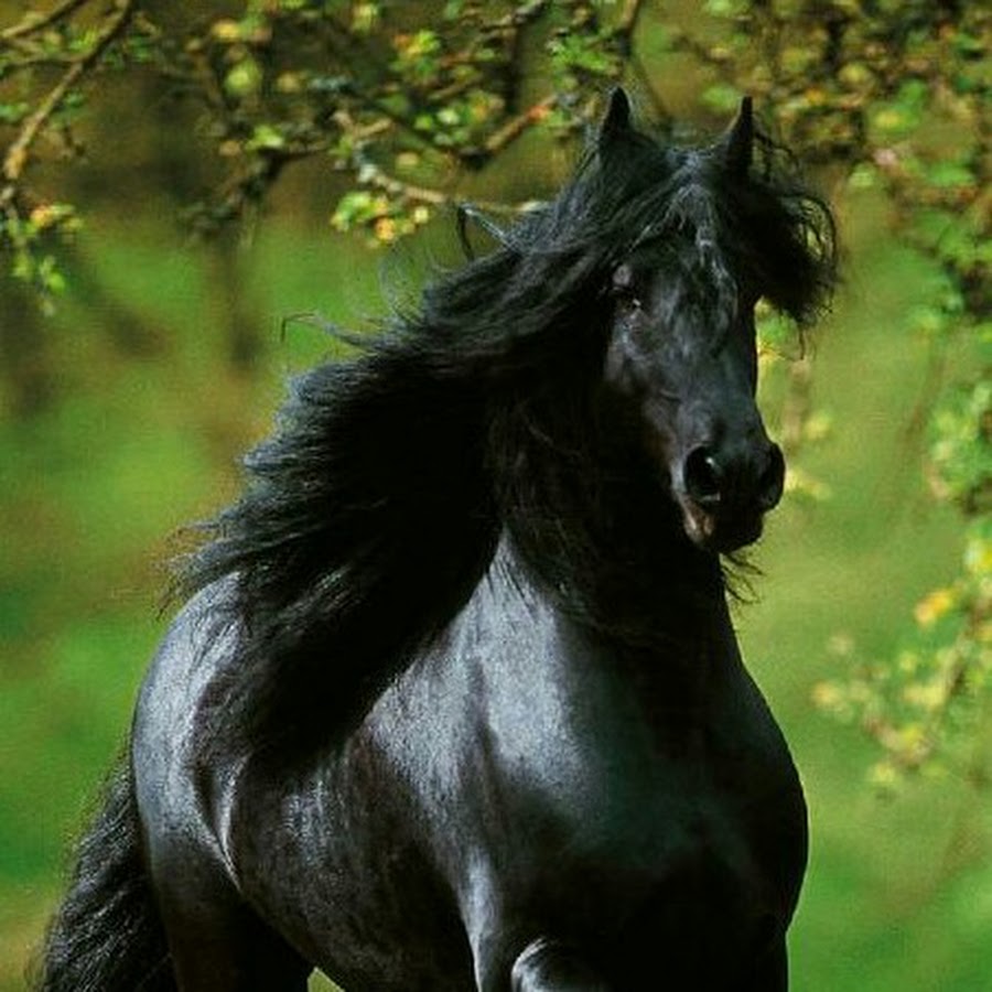 Фризская порода лошадей Вороная. Фредерик Великий Фризская лошадь. Буцефал порода лошадей. Фризон порода лошадей. Книга черный конь