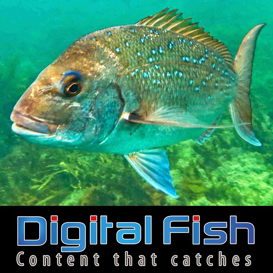 DIGITAL FISH - Content that catches 