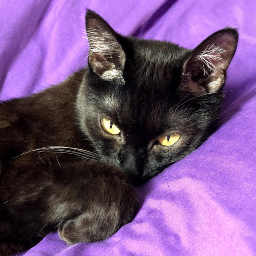 Кошка мася. Черная кошка. Милые черные котята. Черная кошка фото. Кошка черная с белым.