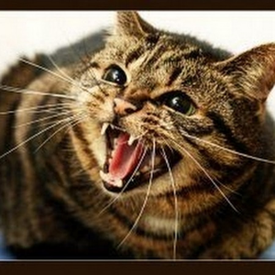 Агрессивные звуки котов. Я страшен в гневе. Злой кот. Злая кошка. Агрессивный кот.
