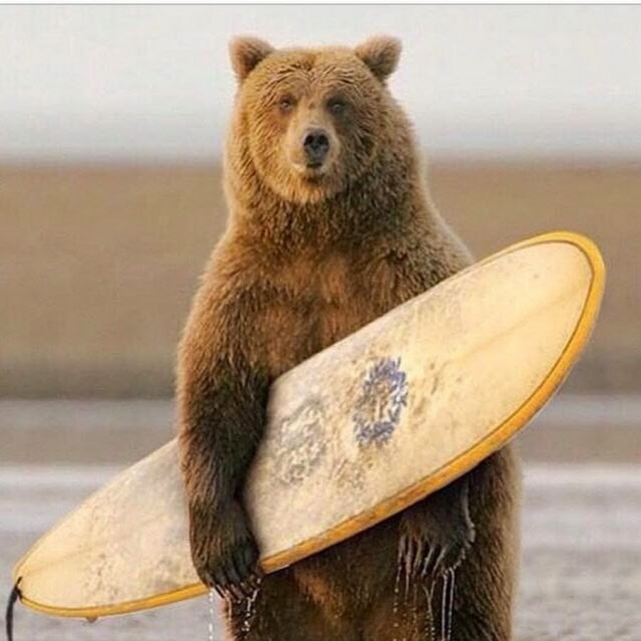 Pro bear