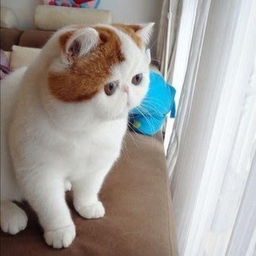 Фотографии японских кошек. Экзот Снупи. Коты экзоты Снупи. Экзот короткошерстный Снупи. Японская порода кошек Снупи.