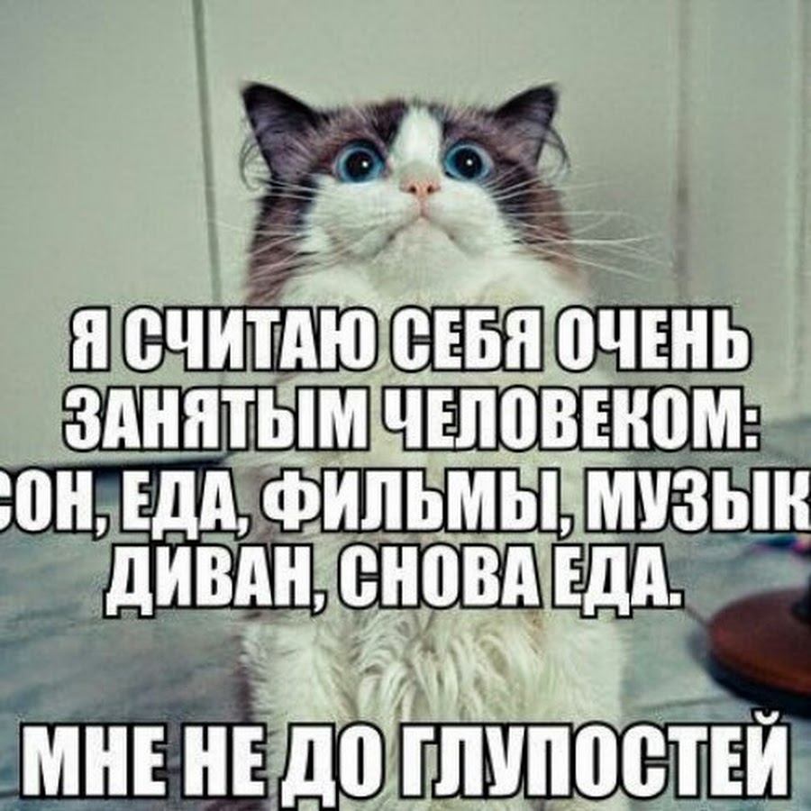Не хочу ничего узнавать. Кот Мем. Мемы с котиками. Коты мемес с надписями. Кошачьи мемы с надписями.