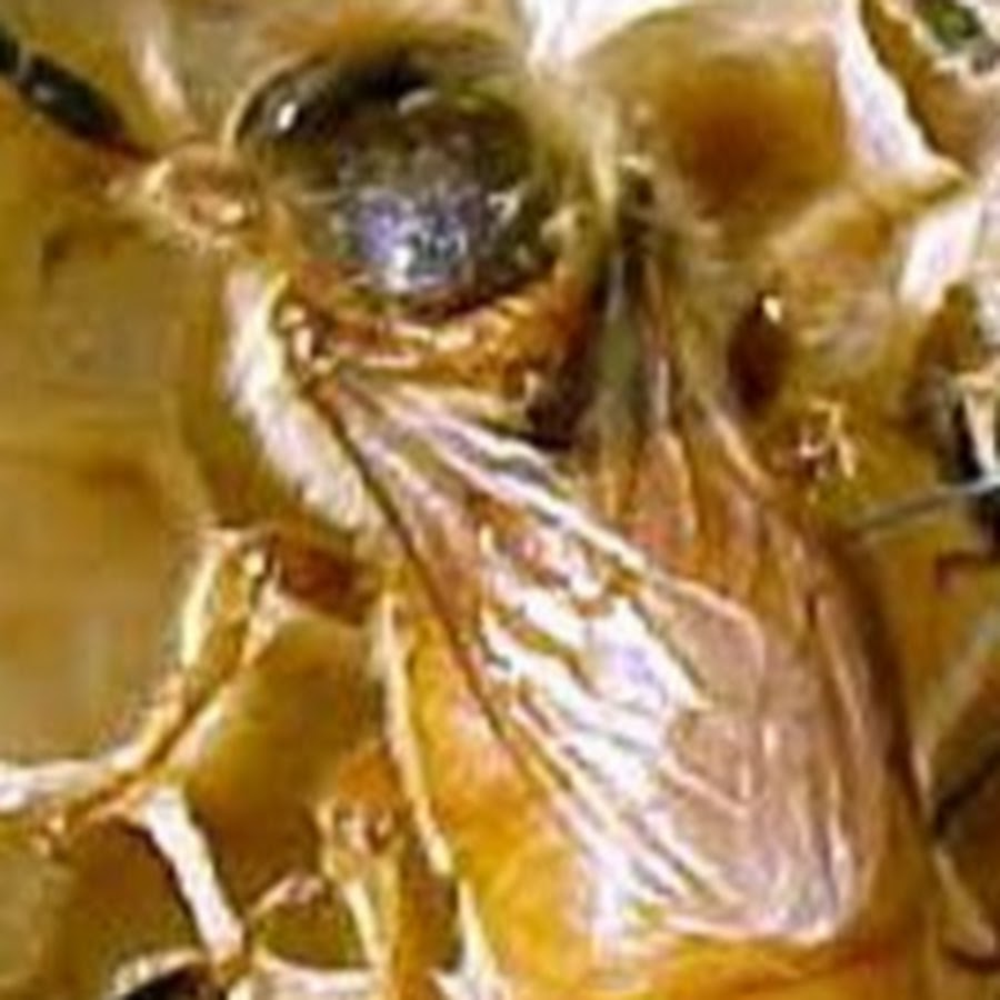 Отдам пчел. Пчелиная матка с подрезанным крылом. Фото пчелиной матки с подрезанным крылом. Пчелы отдавайте зерно.