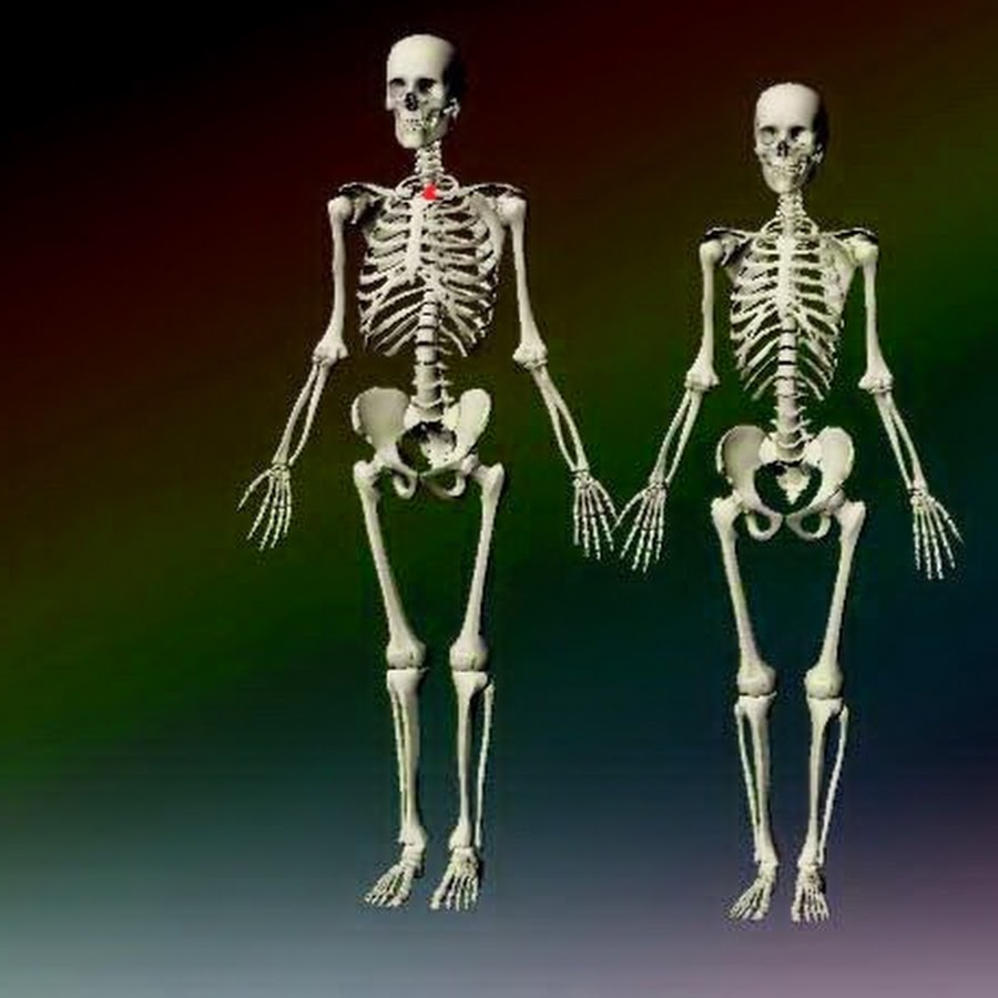 Сколько ребер у человека мужчины и женщины. Мужской скелет. Женский и мужской скелет. Скелет человека мужской и женский. Сккиилет мужчины и женщины.