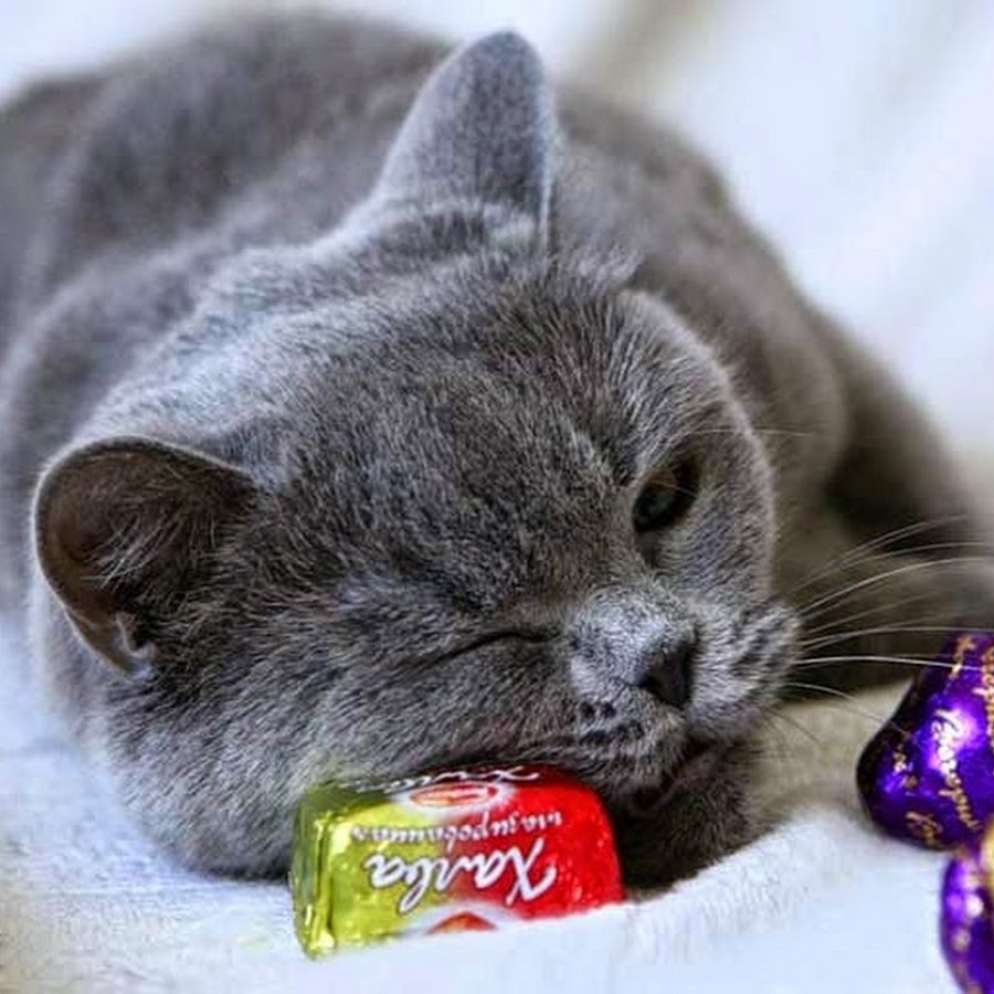 Сладкий чувствоваться. Кот с конфетами. Котенок с конфетой. Конфеты для кошек. Кошечка с конфеткой.