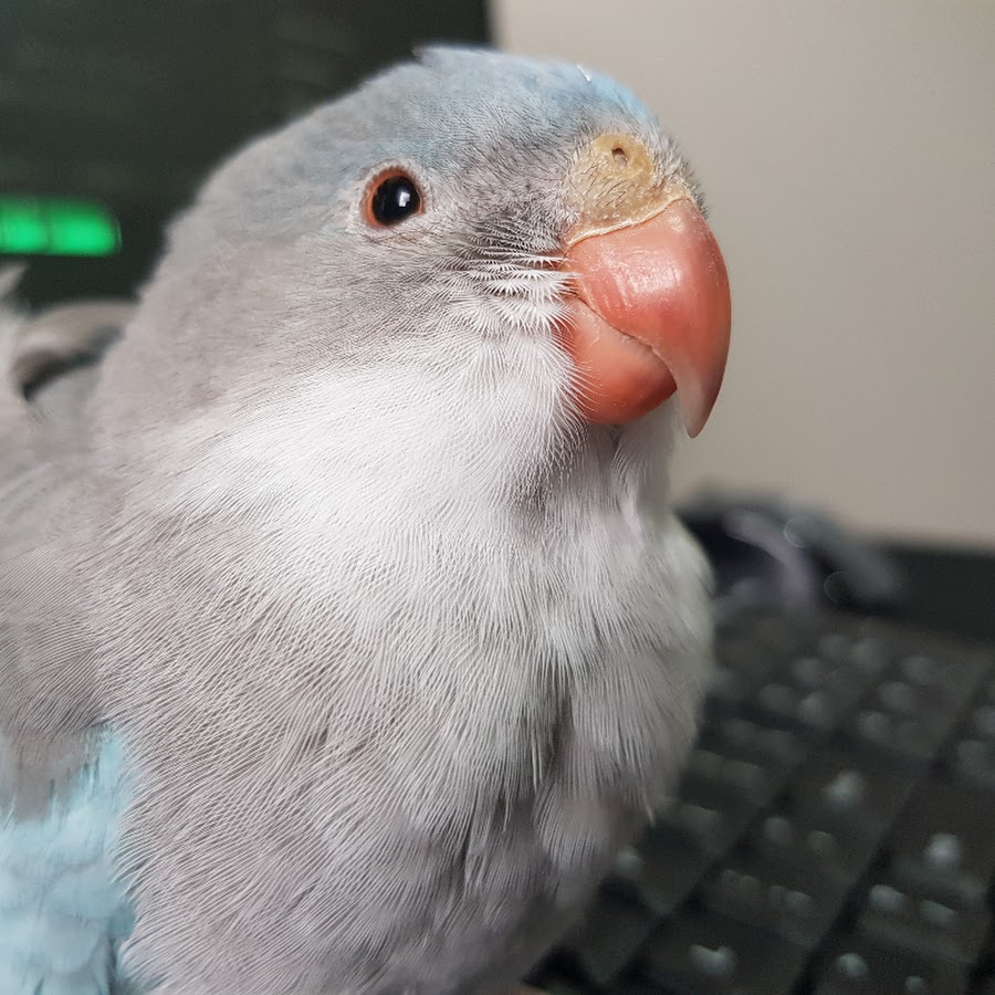 Feral but Cute - Max the Blue Princess Parrot - YouTube