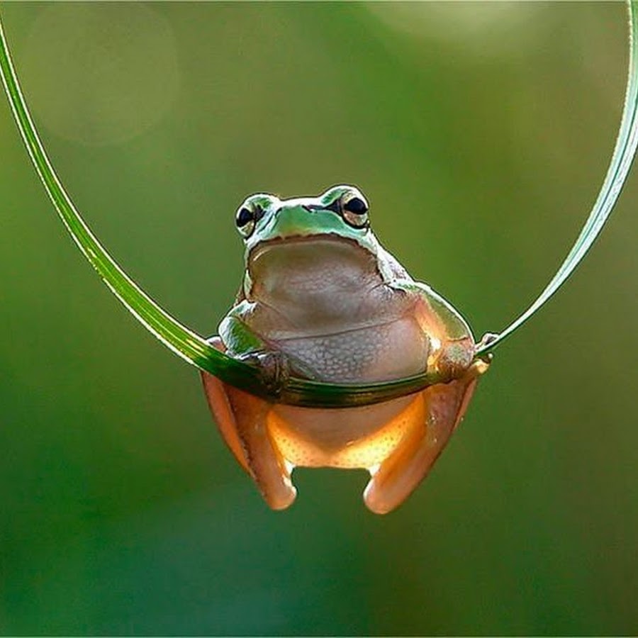 Elephant frog. Лягушка в прыжке. Жаба в прыжке. Жаба прыгает. Лягушонок прыгает.