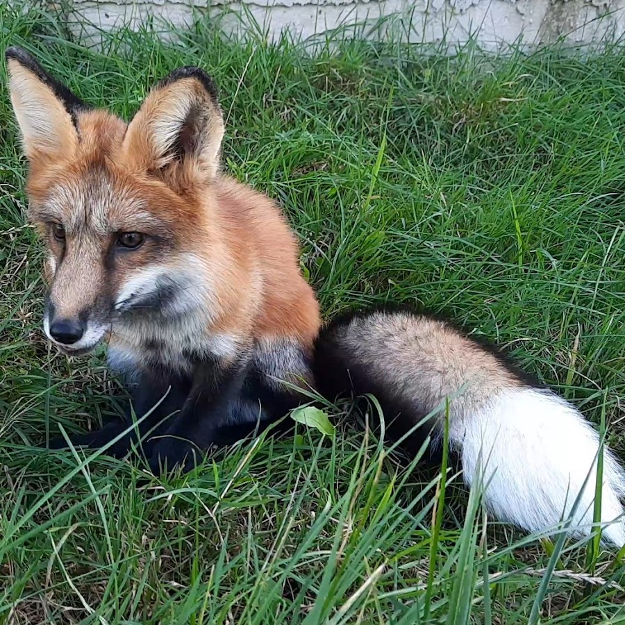Top fox