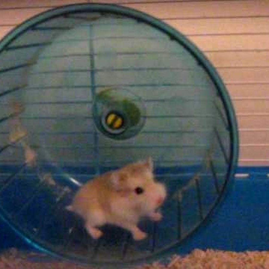 Sad hamster violin hamster. Хомяк в колесе. Хомяк в колесе гифка. Хомячки на колесиках. Хомяк бежит в колесе.