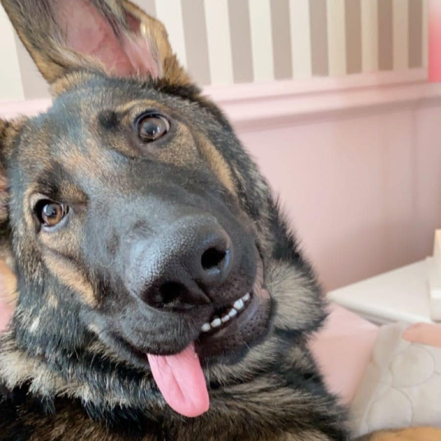 Sadie the sable shepherd - YouTube