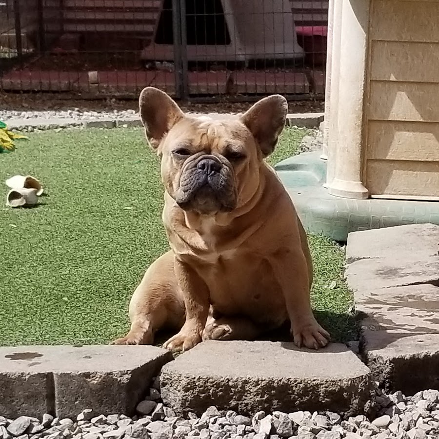 One of best sale kind bulldogs