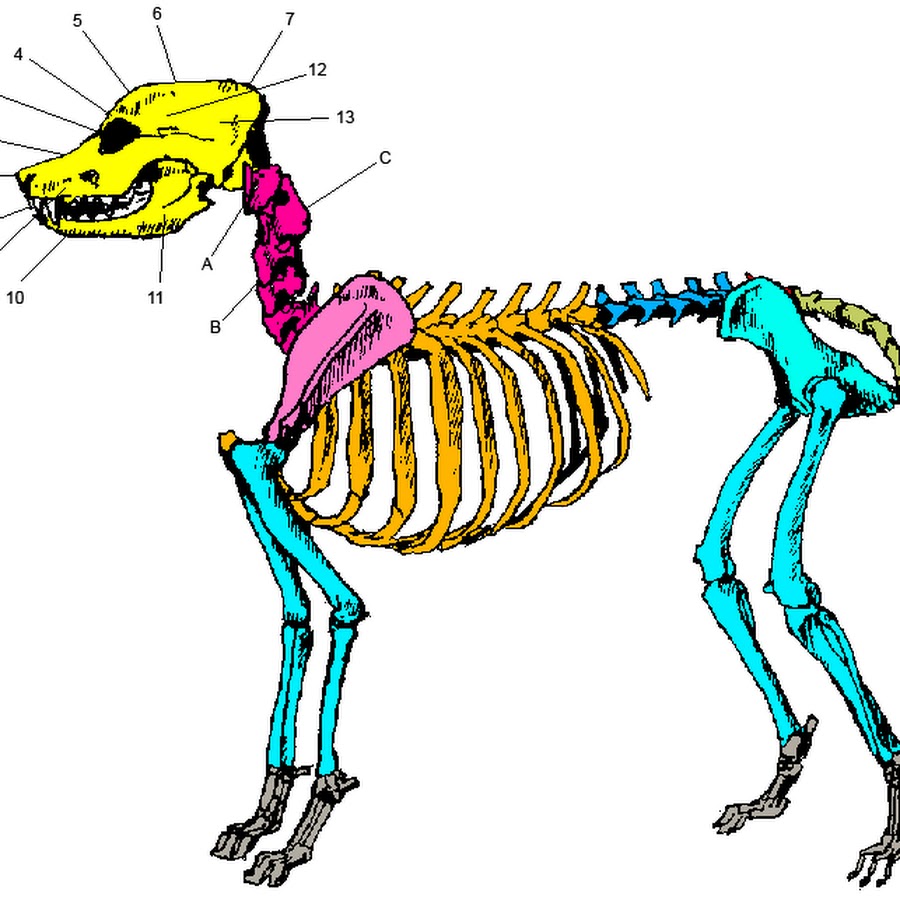 Деление скелета на отделы. Скелет собаки Бигль. Скелет млекопитающих скелет собаки. Скелет собаки для детей. Отделы скелета собаки.