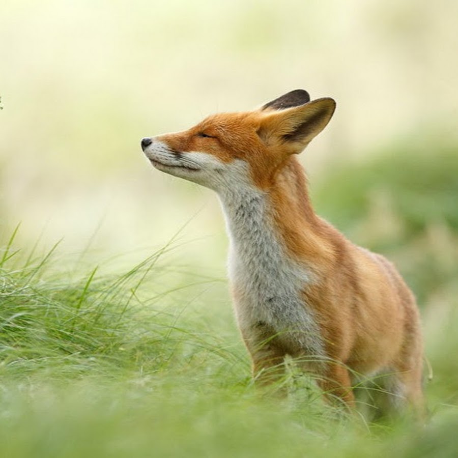 Series fox