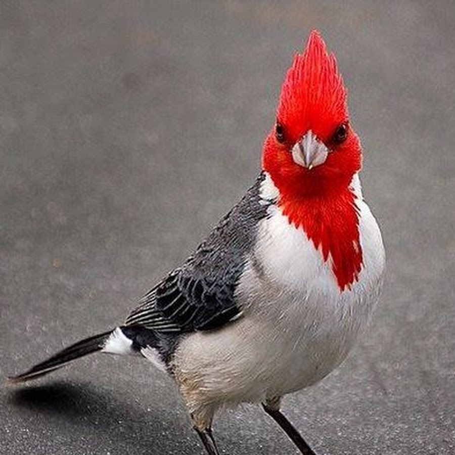 Серый кардинал птица. Краснохохлый Кардинал. Краснохохлая кардиналовая овсянка. Птица хохлатый Кардинал.