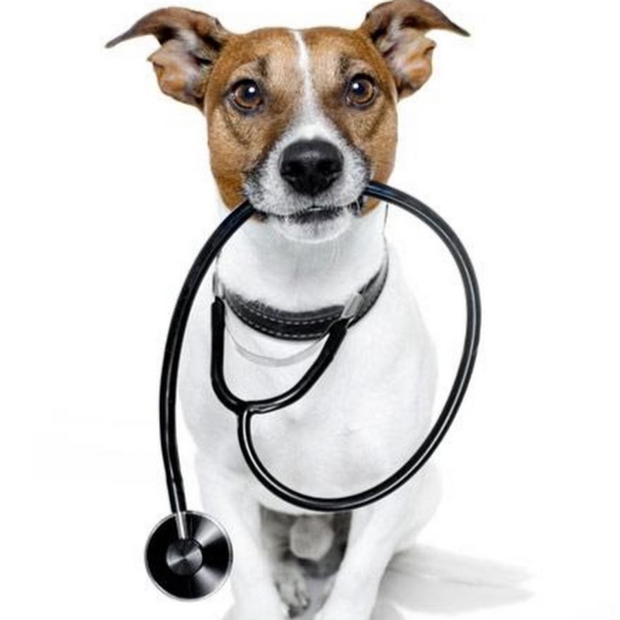 Животные доктора. Собака доктор. Животное в фонендоскопе. Животные в медицине. Ветеринар йорки