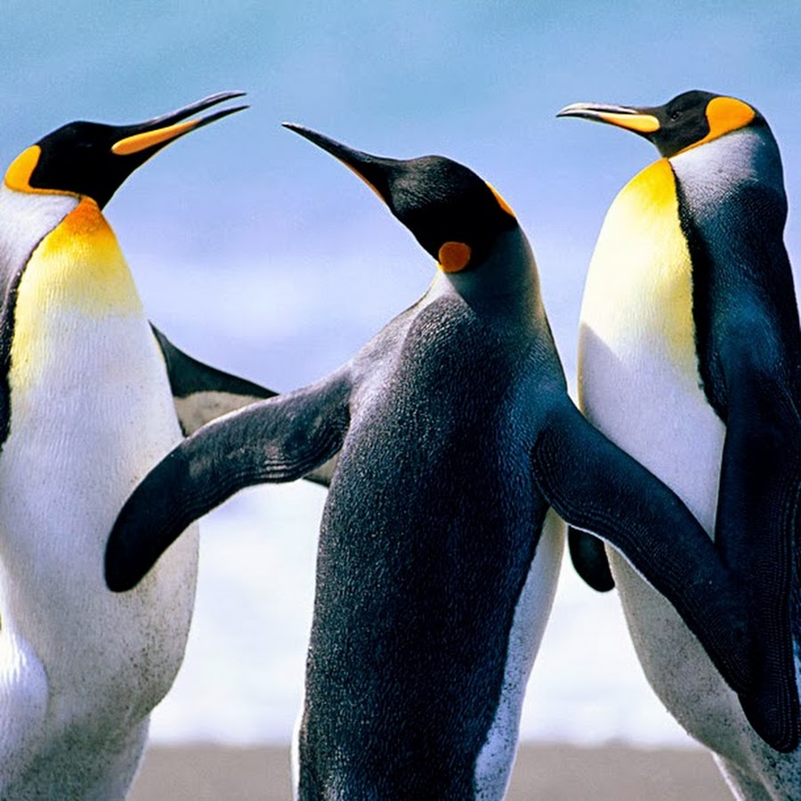 Пингвин. Пингвины Windows 7. 3 Пингвина. Изображение пингвина. Пингвин 3 6