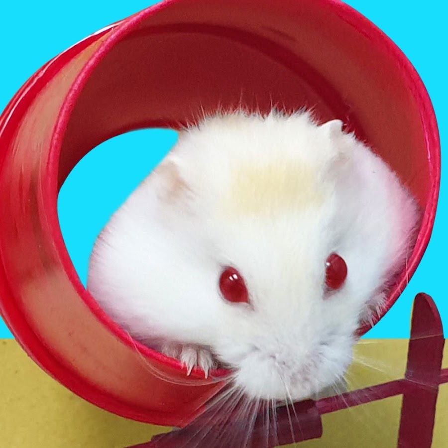 🔴 [LIVE] A MUST: 30 minutes Funniest and Cutest Please Don't Leave Me  Alone Hamster 