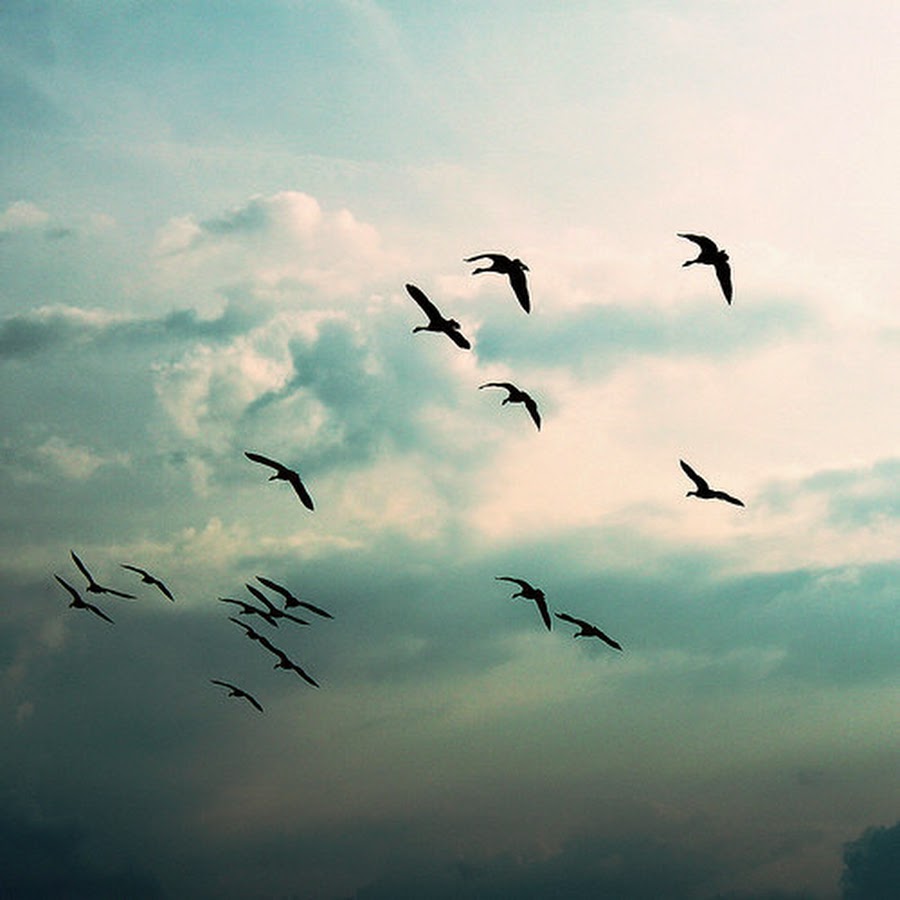 Птицы в небе. Птицы в небе Эстетика. Птицы улетают Эстетика. Стая птиц.