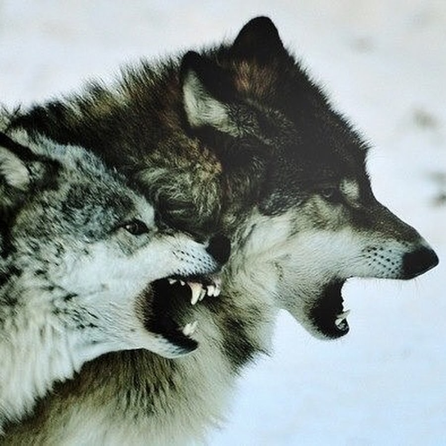 R wolf. Брат за брата волк. Волк защищает волчицу. Волчица защищает шею волка. Волк защищает свою волчицу.