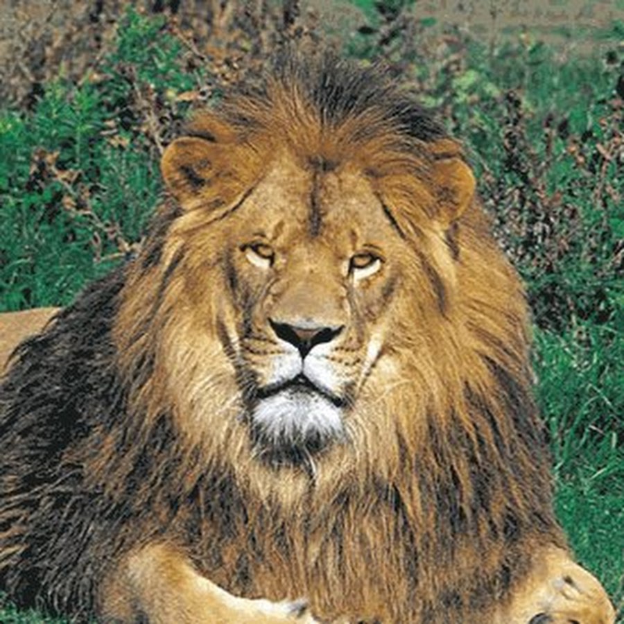Притяжение львов. Африканский Лев. Сафари львы. Лев в Африке. Сафари животные львы.