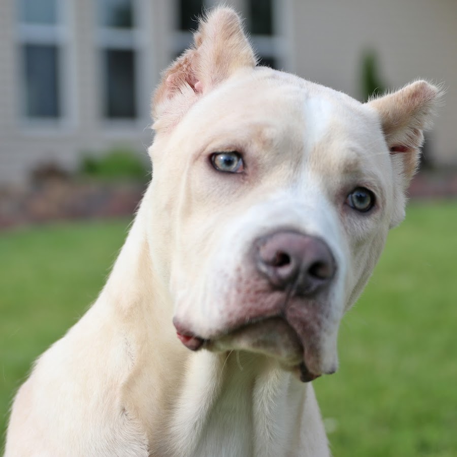 All white cane store corso