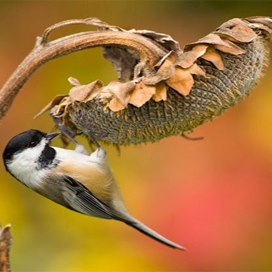 Звуки определенных птиц. Многоголосье птиц. Chickadee Sunflower. Чикади.