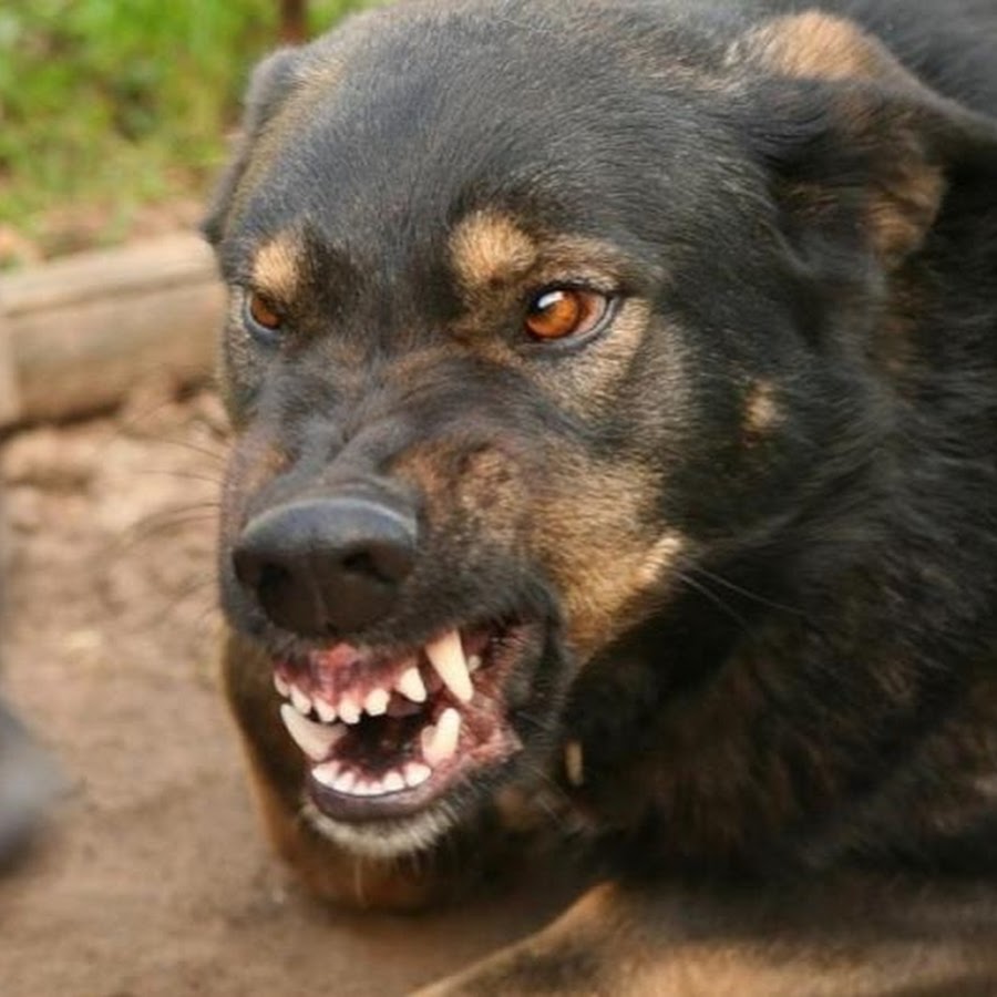 Бешеный пес экстра 8. Агрессивная собака. Злая собака.