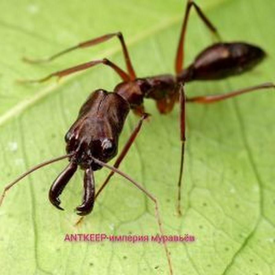Одонтомахус. Муравей капкан. Мандибулы муравья.