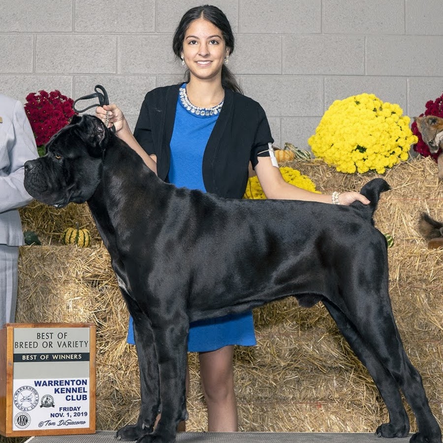 Cane best sale corso 2019