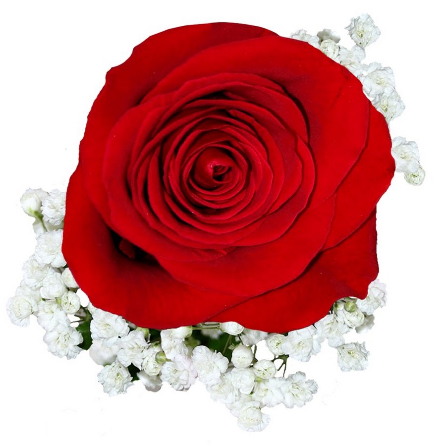 O gul. Розы красные и белые. Гуллар олами. Цветок Гюль. Гуллар расмлари.