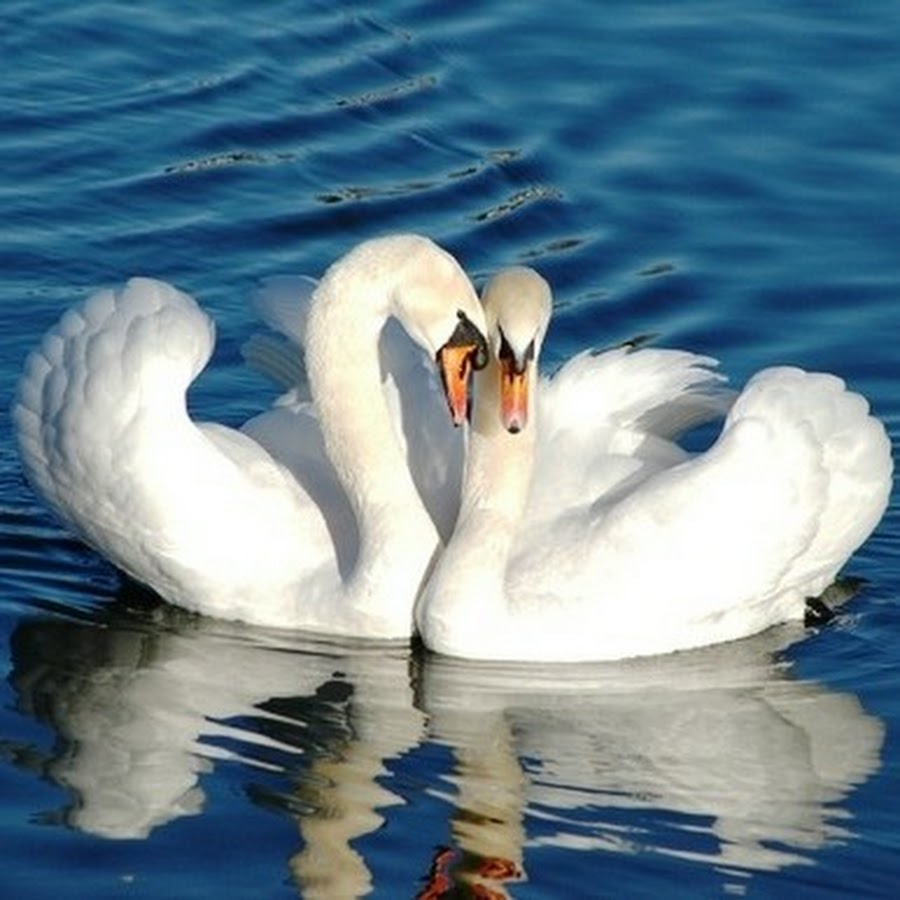 Верность караоке. Любовь и лебеди. Лебединая верность. Фото Лебединая верность. Фотоальбом лебеди.