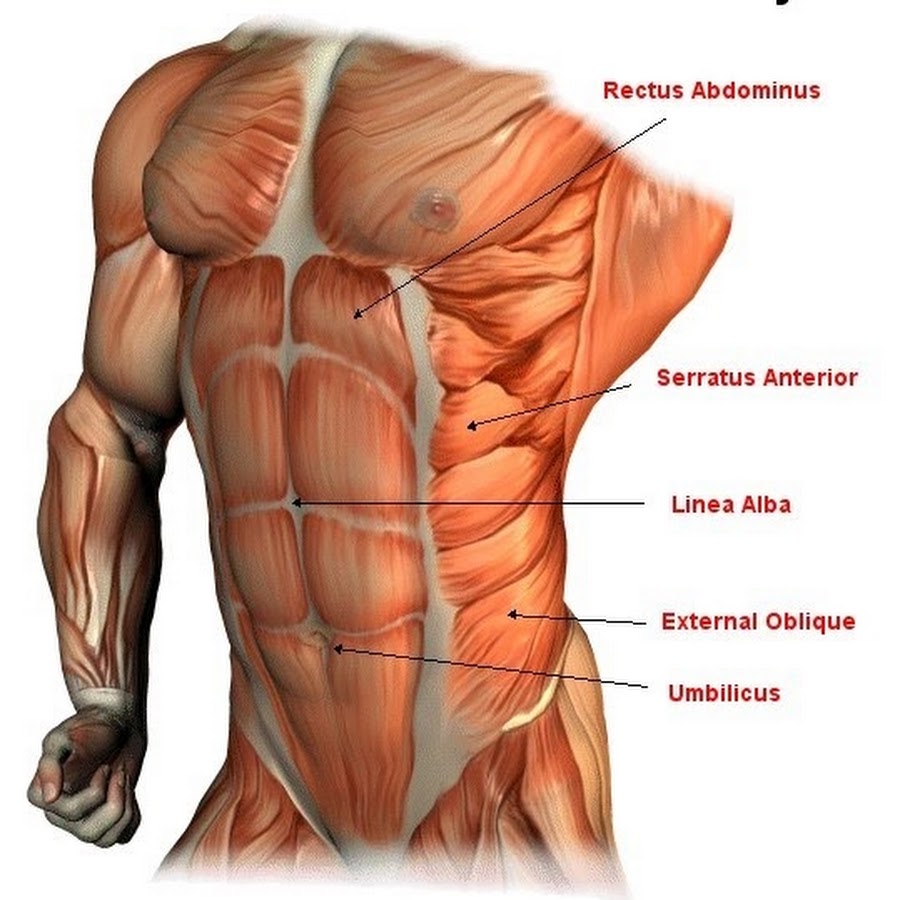 Musculus rectus abdominis