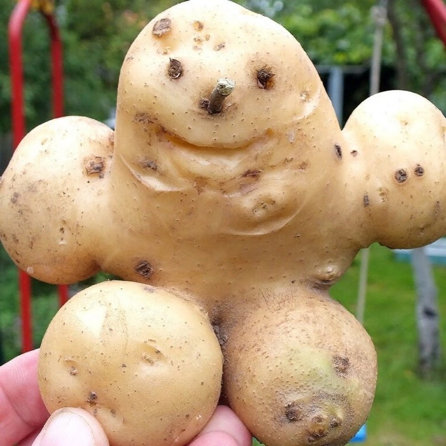 Включи про картошку. Овощи необычной формы. Картофель. Смешная картошка. Живая картошка.
