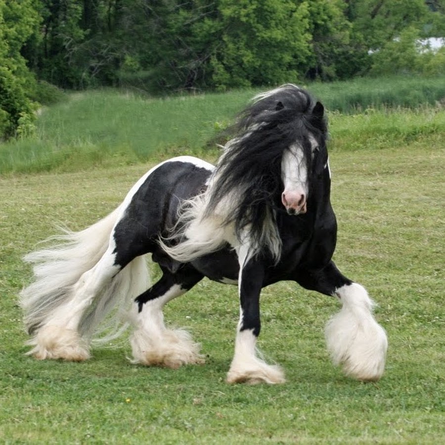 Модификации тинкер. Лошади породы Шайр. Тяжеловоз Шайр. Жеребец породы Тинкер Падди 4. Лошадь с идеально выпрямленными волосами.