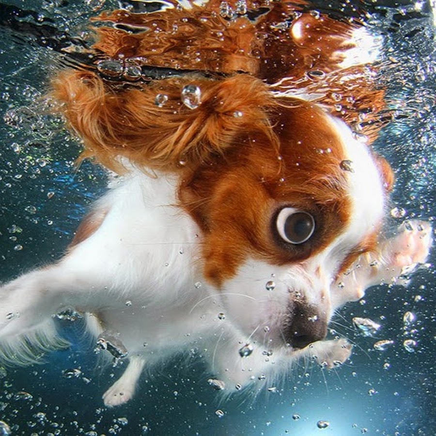 Сонник спасти собаку. Underwater doggies 1,2,3.