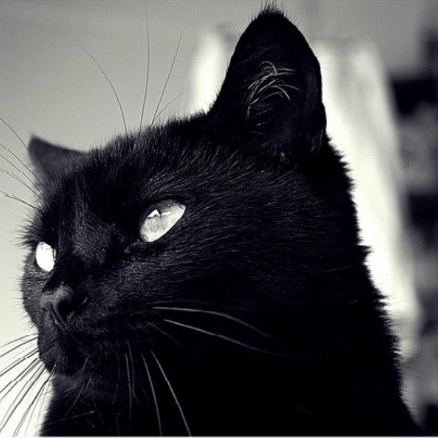 Черные кошки 9. Черная кошка. Красивый черный кот. Красивая черная кошка. Черный кот на аву.
