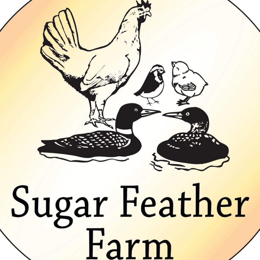 Bantam Silkie Ducks - Sugar Feather Farm